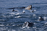 Dolphins and Humpback Whale