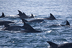 Common Dolphins